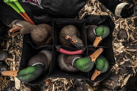 avian x axp mallards.